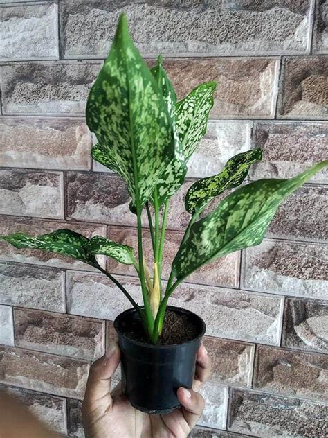 Buy Aglaonema Snow White Sauk Se All In One Hobby Shop