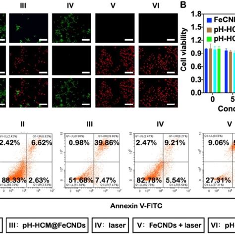 In vitro antitumor effect of pH-HCM@FeCNDs. (A) Fluorescence images of ... 
