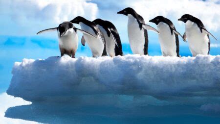 Can You Eat Penguin? What You Need to Know - KitchenGuides.org