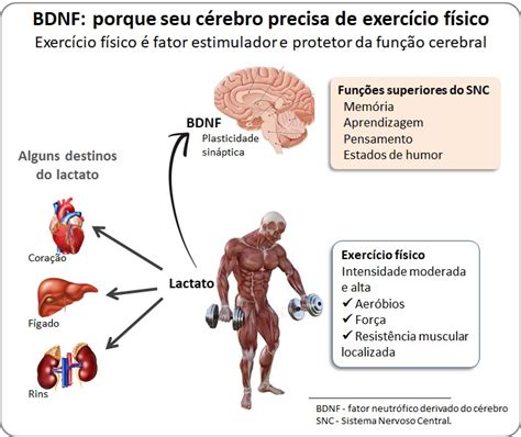 BDNF porque seu cérebro precisa de exercício físico O Imparcial