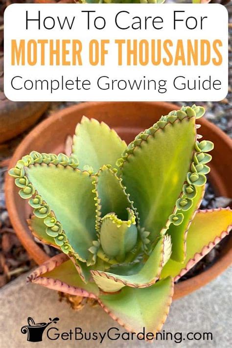 How To Care For Mother Of Thousands Succulent