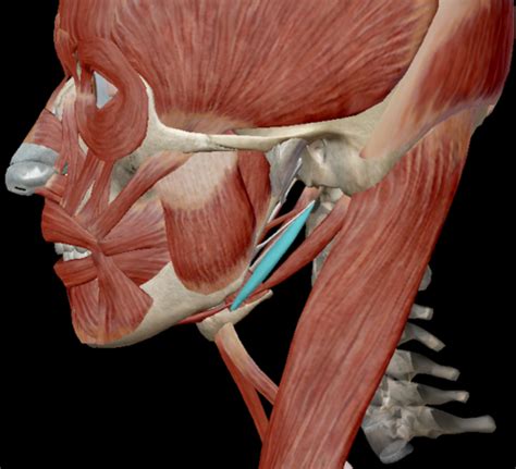 Anterior Cervical Triangle Flashcards Quizlet