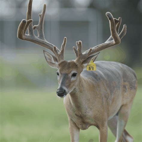 M Whitetails Breeder Bucks Covering Our Does Deer Breeder In Texas