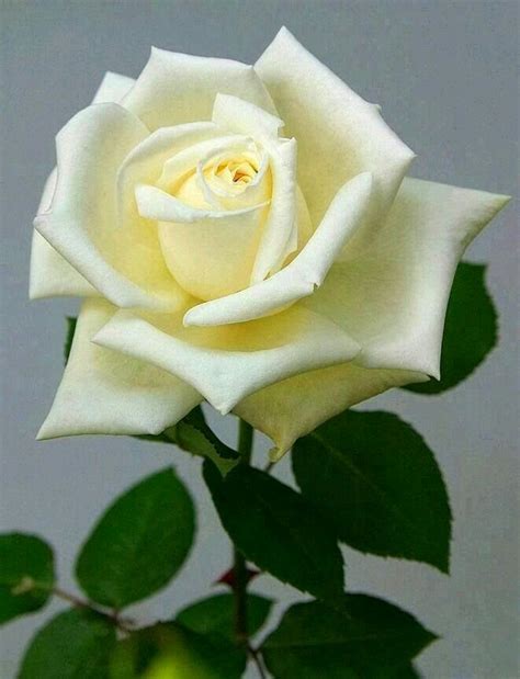 Белая роза. | Beautiful rose flowers, White roses, Rose flower