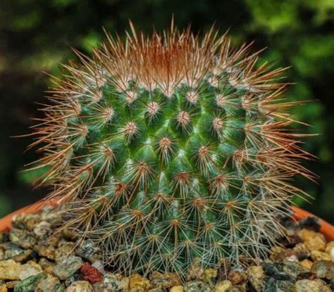 Купити Кактус Mammillaria Spinosissima (Маммиллярия колючейшая ...