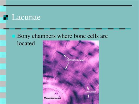 PPT - Bone Structure and Function PowerPoint Presentation, free ...