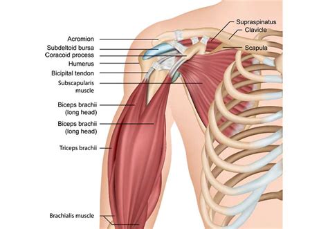 Shoulder Arthritis: What You Need To Know | OSV