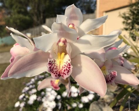 Plant Cymbidium Hybrids Gardensonline