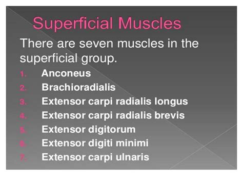 SOLUTION: Superficial group 1 superficial muscles fculty of medicine ...