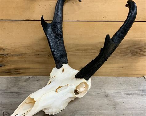 Pronghorn Antelope Skull European Mount Authentic Montana Etsy