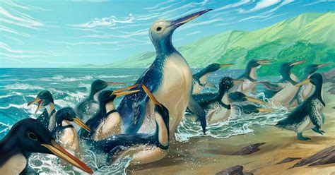Massive Penguins the Size of Gorillas Once Waddled Around New Zealand
