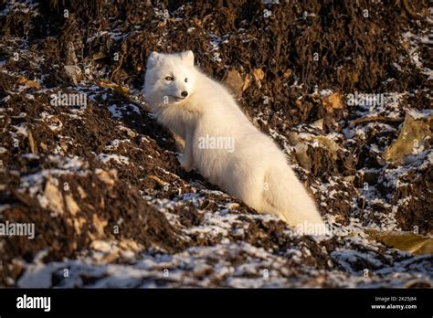 Arctic Fox Climbs Rocky Tundra Looking Back Stock Photo Alamy