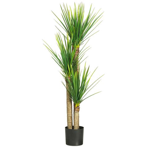 58 5 Inch Yucca Tree Potted