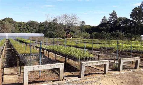 Maior viveiro de mudas de árvores do Triângulo tem cerca de 150