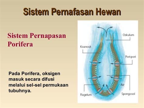 Bab 7 sistem pernafasan