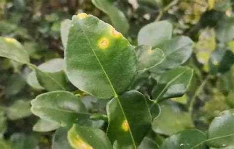 How to Fight Citrus Scab (Also Known as Sour Orange Scab or Lemon Scab) - Gardening Channel