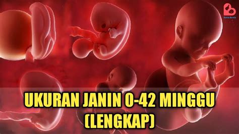 Cek Yuk Ukuran Janin Yang Ideal Dari Minggu Ke Minggu Lengkap Youtube