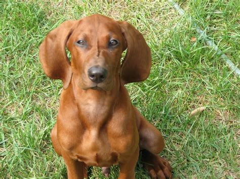 Redbone Coonhound Puppies