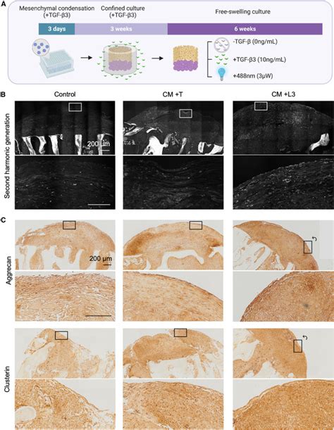 Directed Differentiation Of Human IPSCs Into Mesenchymal Lineages By