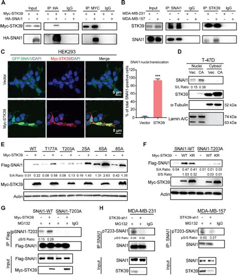 Stk39 Interacts With And Phosphorylates Snai1 At T203 A Ha Snai1 Was