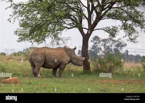 Rietvlei Nature Reserve Hi Res Stock Photography And Images Alamy