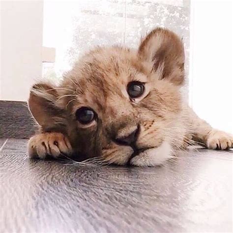 😻😻😻 | Baby animals, Cute baby animals, Pet lion
