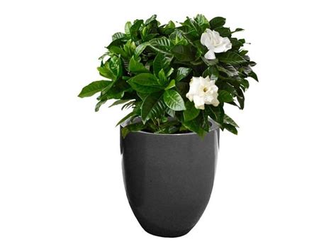 Valencia Tall Round Tapered Planter Jay Scotts Collection Planters Fiberglass Planters