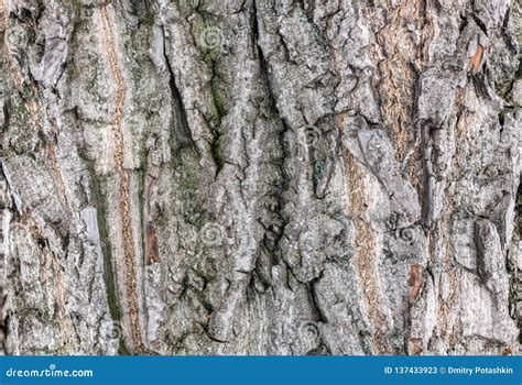 The Bark Of An Old Tree The Bark Of Old Willows Stock Image Image Of