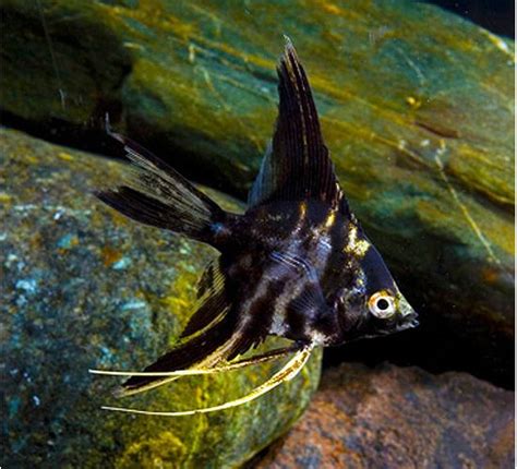 Pterophyllum Scalare Marble Veil Angelfish For Sale At Azgardens