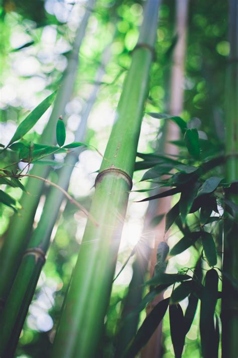 Premium Photo Bamboo Grove Bamboo Forest Natural Green