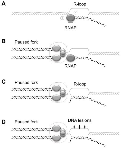 Model For Interference Between Cotranscriptional R Loops And