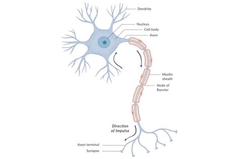 Inside Neuron Diagram Template Neuron Types And Functions