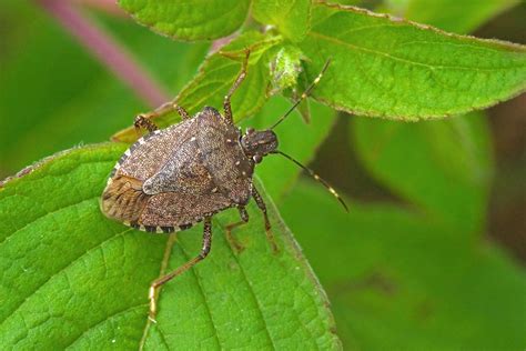 What Are Stink Bugs Stink Bug Facts And Information Ecoguard