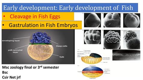 Early Development In Fish Cleavage Gastrulation Germ Layer Early