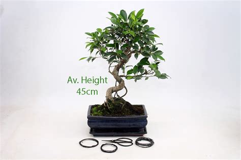 Brussel S Bonsai Ficus Bonsai Live Tree Edu Svet Gob Gt