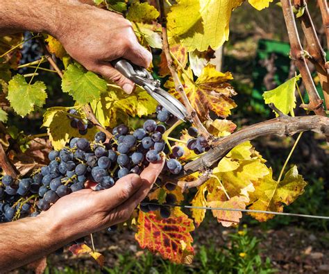 harvest grapes  expert picking tips   homes  gardens