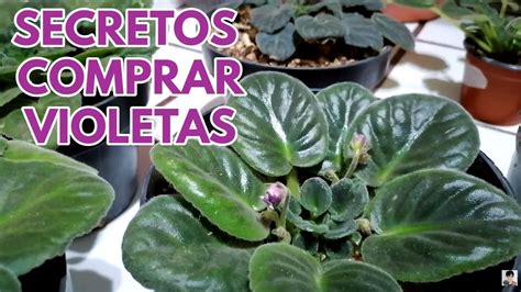 Secretos Para Comprar Violetas Africanas Chuyito Jardinero Youtube