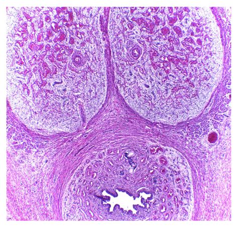 Penis Histology Diagram Quizlet