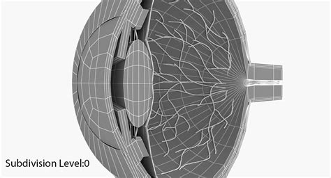 3d eye anatomy model