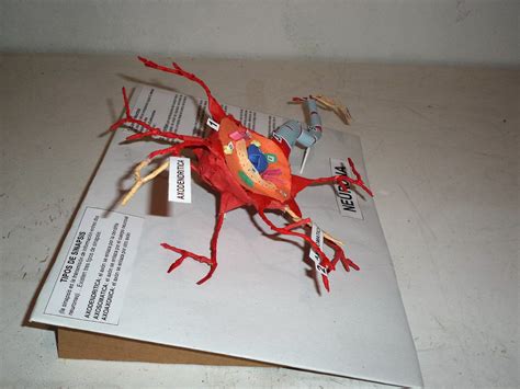 Maquetas Dibujos Y DiseÑos Estructura De La Neurona Maqueta