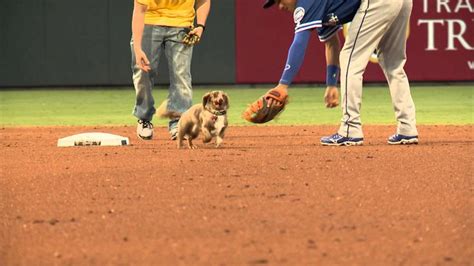 A Dog Is Playing With A Baseball Glove On The Field