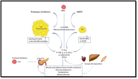 Figure 2 Major Pathogenetic Pathways In HIV Induced Endotext