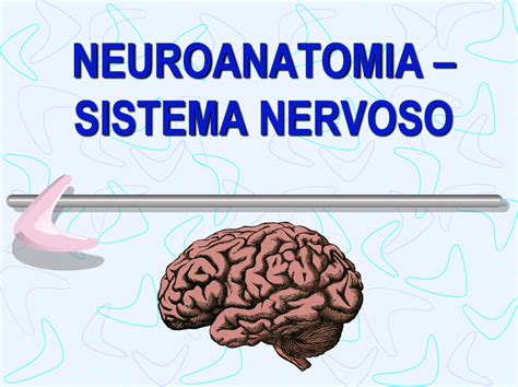 E Aulas Da Usp Aula 01 Vci0200 Sistema Nervoso Dos Animais