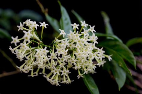 Galán de noche flor Huerto en casa