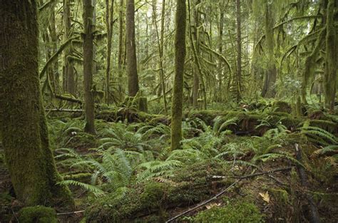 Temperate Rainforest - Home