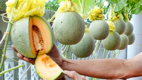 Growing Specialty Melons Super Delicious Melons On The Balcony The