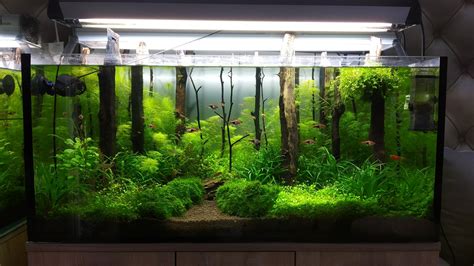 180l Nature Style Aquarium Raquascape