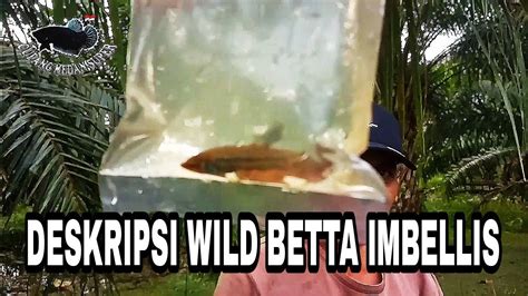 Berburu Ikan Cupang Alam Wild Betta Imbellis Wildbetta Ikancupang