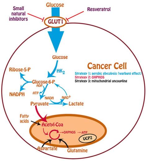 Glucose Transporter 1 Inhibitor - Transport Informations Lane