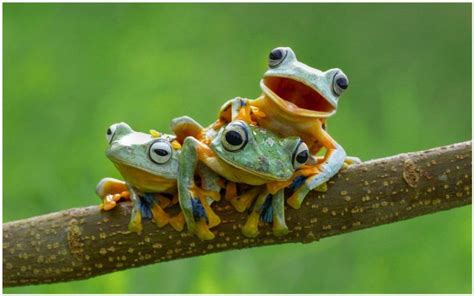 Cute Frogs Hd Wallpaper Cute Frogs Hd Wallpaper 1080p Cute Frogs Hd